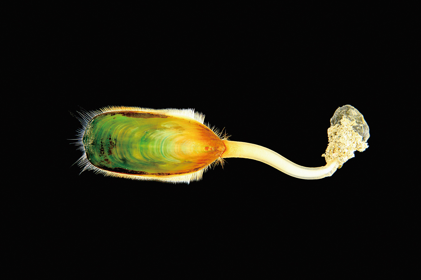 B11 貝類と腕足動物のゲノム解読標本