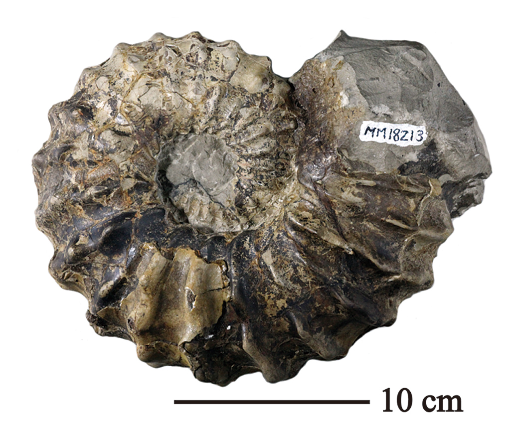 D7 大型アンモナイト標本
