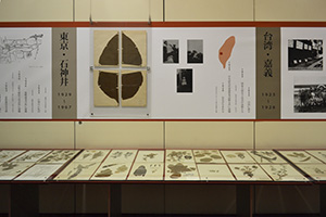 セミ博士の別室ーー加藤正世博物学コレクション 東京大学総合 セミ博士の別室ーー加藤正世博物学コレクション 東京大学総合