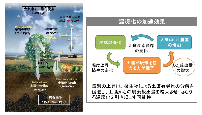 図1　左：気候変動に関する政府間パネルIPCCがまとめた陸域生態系における炭素循環の模式図（Diagram adapted from U.S. DOE, Office of Science. Data source: IPCC AR5, Working Group I Report (2013).）
右：温暖化と有機物分解促進のポジティブフィードバック