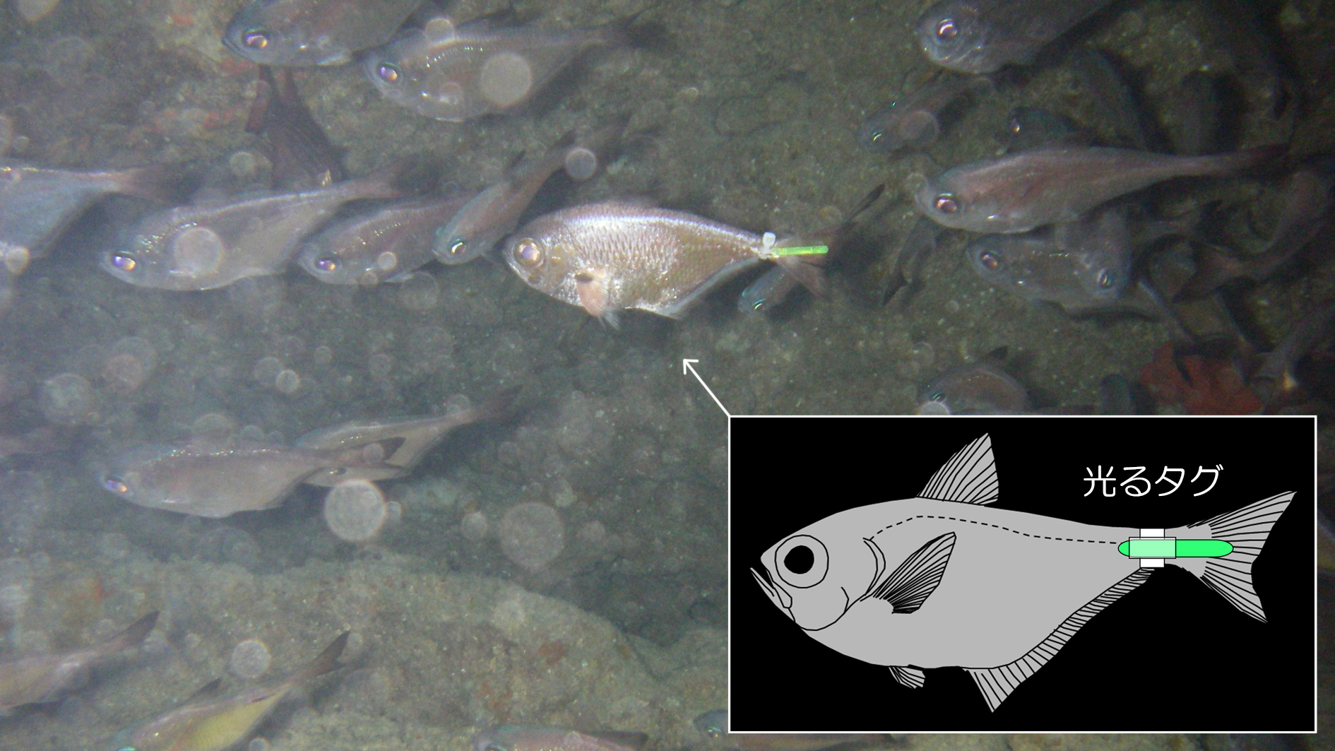 漆黒の夜の海で魚を追う新手法ー夜行性魚類の回遊生態を解明ー 東京大学総合研究博物館