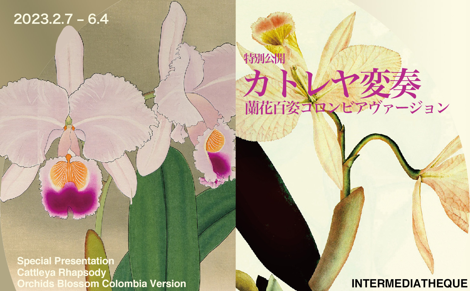 Special Presentation “Cattleya Rhapsody – Orchids Blossom Colombia Version”