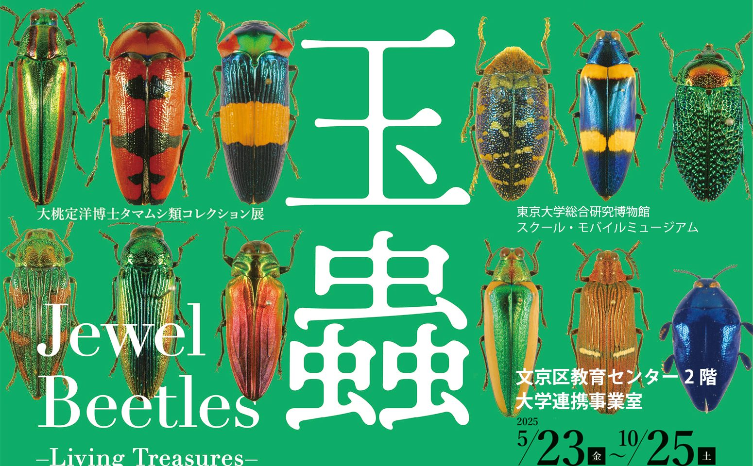 Jewel Beetle